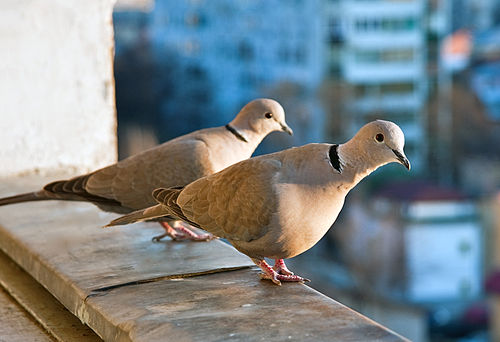 Eurasian collared dove